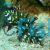 Dragon Wrasse - Medium Juvenile
