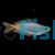 Eastern Rainbow - Davie's Creek - Melanotaenia splend splendida 
