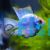 Balloon Electric Blue Ram 3.5cm