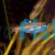 Emerald Eye Rasbora 1
