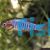 Emerald Dwarf Rasbora