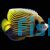 Emperor Angelfish