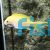 Female Anthias - Square-spot