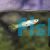 Female Pigeon Blood Guppy