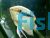 Festivum Cichlid 12cm Brazil Wild