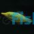 Filefish Longnose 