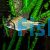 Flagtail Prochilodus Red Finned 