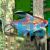 Flameback Bleeding Heart Tetra 3.5cm