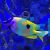 Foxface One Spot Rabbitfish - Small
