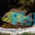 Tapajos Orange Head