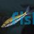 Giant Banded Pencilfish
