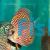 Giant Flora Turquoise Discus 5cm