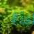 Glossostigma 5cm Pot 