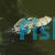 Signal Goby MED