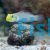 Gold Head Sleeper Goby - Large