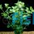 Gold Pennywort Bunch