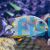 Golden Rabbitfish - Medium