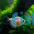Golden Black Widow Tetra