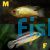 Golden Dwarf Cichlid