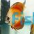 Golden Red Discus