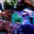 Green Coral Goby - Medium