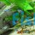 Green Neon Tetra 