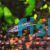Guentheri Swordtail - Xiphophorus helleri guentheri 