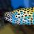 Eel Honeycomb Moray