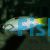 Checkerboard Wrasse