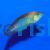 Orange Tipped Rainbow Wrasse - Medium