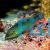 Wrasse Vrolik's Wild