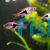 Harlequin Rasbora