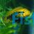 Rainbow Cichlid 