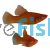 Hi-Fin Red Swordtail