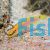 Two Spot Yellow Candy Hogfish - Bodianus bimaculatus