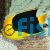 Rock Beauty Angelfish - Small