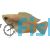 HONEY DWARF GOURAMI FIRETAIL