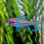 Scarlet Amapa Tetra