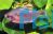 Socolof's Bleeding Heart Tetra 3cm