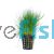 Hairgrass - Dwarf Pot