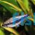 Blue Emperor Tetra