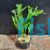 Java Fern - Crested Pot