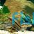 Julidochromis Dickfeldi 