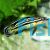 Julidochromis Regani 6cm