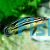 Julidochromis Regani 3cm