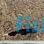 Double Fin Ghost Knife Fish 