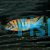 Labidochromis Hongi 5cm