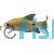 Longfin Golden Rosy Barb 4cm