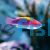 Lubbock's Fairy Wrasse - Medium