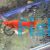 Lyretail Blood Red Simpson Swordtail 
